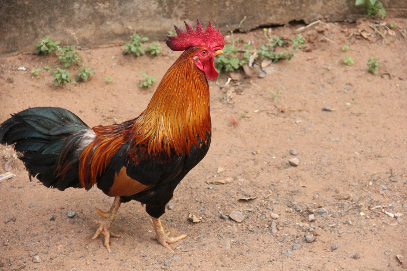 Rooster  Asian Bestiary